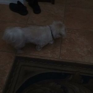 Meet your Posher, Adam